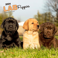 2024 Calendar Labrador Retriever Puppies 16-Month Square Wall Browntrout BT63526