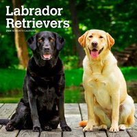 2024 Calendar Labrador Retrievers 16-Month Square Wall Browntrout BT63588