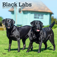 2024 Calendar Black Labrador Retrievers 16-Month Square Wall Browntrout BT63595