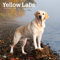 2024 Calendar Yellow Labrador Retrievers 16-Month Square Wall Browntrout BT63618