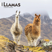 2024 Calendar Llamas 16-Month Square Wall Browntrout BT63717