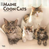 2024 Calendar Maine Coon Cats 16-Month Square Wall Browntrout BT63786