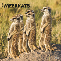 2024 Calendar Meerkats 16-Month Square Wall Browntrout BT63892