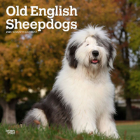 2024 Calendar Old English Sheepdogs 16-Month Square Wall Browntrout BT64370