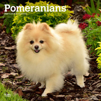 2024 Calendar Pomeranians 16-Month Square Wall Browntrout BT64561