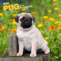 2024 Calendar Pug Puppies 16-Month Square Wall Browntrout BT64653