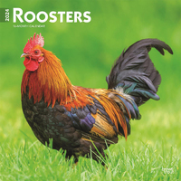 2024 Calendar Roosters 16-Month Square Wall Browntrout BT64813