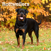 2024 Calendar Rottweilers 16-Month Square Wall Browntrout BT64837