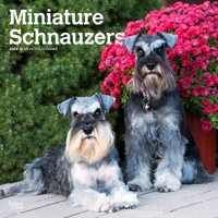 2024 Calendar Schnauzers, Miniature 16-Month Square Wall Browntrout BT64912