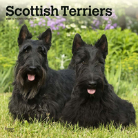 2024 Calendar Scottish Terriers 16-Month Square Wall Browntrout BT64936