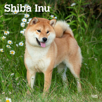 2024 Calendar Shiba Inu 16-Month Square Wall Browntrout BT65001