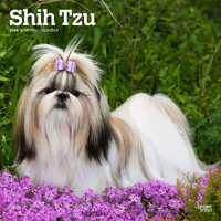 2024 Calendar Shih Tzu 16-Month Square Wall Browntrout BT65025