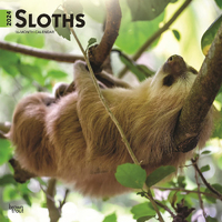 2024 Calendar Sloths 16-Month Square Wall Browntrout BT65117