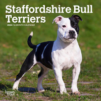 2024 Calendar Staffordshire Bull Terriers 16-Month Mini Wall Browntrout BT65186