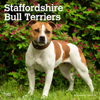 2024 Calendar Staffordshire Bull Terriers 16-Mth Square Wall Browntrout BT65193