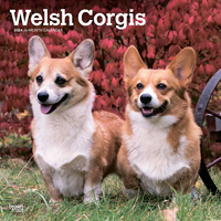2024 Calendar Welsh Corgis 16-Month Square Wall Browntrout BT65643