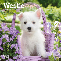2024 Calendar Westie Puppies 16-Month Mini Wall Browntrout BT65674