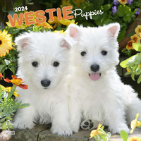 2024 Calendar West Highland White Terrier Puppies 16-Mth Square Wall Browntrout