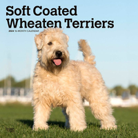 2024 Calendar Soft Coated Wheaten Terriers 16-Mth Square Wall Browntrout BT65728