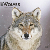2024 Calendar Wolves 16-Month Square Wall Browntrout BT65780
