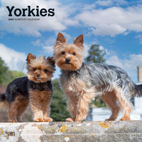 2024 Calendar Yorkies 16-Month Square Wall Browntrout BT65834