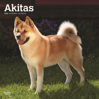 2024 Calendar Akitas 16-Month Square Wall Browntrout BT67784