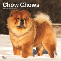 2024 Calendar Chow Chows 16-Month Square Wall Browntrout BT67838