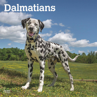 2024 Calendar Dalmations 16-Month Square Wall Browntrout BT67845