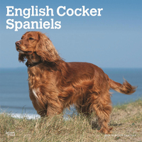 2024 Calendar English Cocker Spaniels 16-Month Square Wall Browntrout BT67876