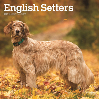 2024 Calendar English Setters 16-Month Square Wall Browntrout BT67883