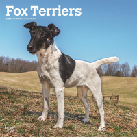 2024 Calendar Fox Terriers 16-Month Square Wall Browntrout BT67906