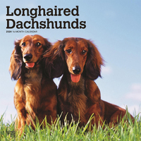 2024 Calendar Dachshunds Longhaired 16-Month Square Wall Browntrout BT67937