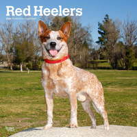 2024 Calendar Red Heelers 16-Month Square Wall Browntrout BT67951