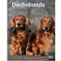 2024 Planner Dachshunds 16-Month Planner Browntrout BT68781
