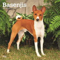 2024 Calendar Basenjis 16-Month Square Wall Browntrout BT70647