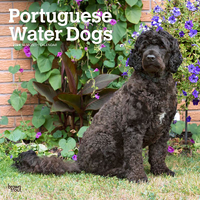 2024 Calendar Portuguese Water Dogs 16-Month Square Wall Browntrout BT70746