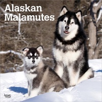 2026 Calendar Alaskan Malamutes 16-Month Square Wall, BrownTrout BT02053