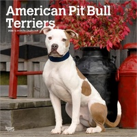 2026 Calendar American Pit Bull Terriers 16-Month Square Wall, BrownTrout BT02091