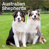 2026 Calendar Australian Shepherds 16-Month Square Wall, BrownTrout BT02220