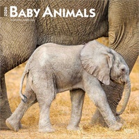 2026 Calendar Baby Animals 16-Month Square Wall, BrownTrout BT02244