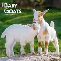 2026 Calendar Baby Goats 16-Month Square Wall, BrownTrout BT02268
