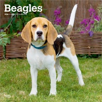 2026 Calendar Beagles 16-Month Square Wall, BrownTrout BT02381