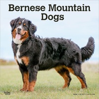 2026 Calendar Bernese Mountain Dogs 16-Month Square Wall, BrownTrout BT02398