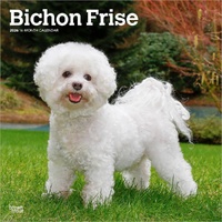 2026 Calendar Bichon Frise 16-Month Square Wall, BrownTrout BT02411