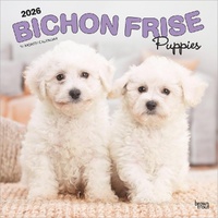 2026 Calendar Bichon Frise Puppies 16-Month Square Wall, BrownTrout BT02435