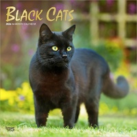 2026 Calendar Black Cats 16-Month Square Wall, BrownTrout BT02480