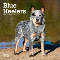 2026 Calendar Blue Heelers 16-Month Mini Wall, BrownTrout BT02510