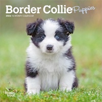 2026 Calendar Border Collie Puppies 16-Month Mini Wall, BrownTrout BT02534