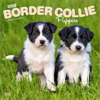 2026 Calendar Border Collie Puppies 16-Month Square Wall, BrownTrout BT02541