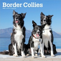 2026 Calendar Border Collies 16-Month Square Wall, BrownTrout BT02565